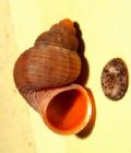 Tudorella&nbsp;sulcata
